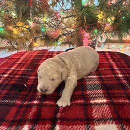 Girl 6 - Cream female Goldendoodle puppy in Morriston, Florida from Florida's Joyful Goldendoodles
