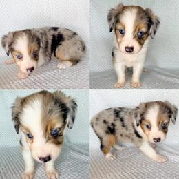 Blue Merle male - Blue merle male Miniature Australian Shepherd puppy in Brooker, Florida from Honey, I Shrunk the Aussies