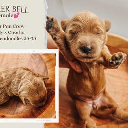 Tinker Bell - Red  female Goldendoodle puppy in Hilton, New York from The House of Goldendoodle