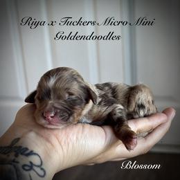 Blossom - Merle female Goldendoodle puppy in Waterford, California from Alvdoodles