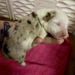 Elm - Red merle male Miniature Australian Shepherd puppy in Gatesville, Texas from Southern Promise Aussie’s