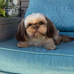 Soda - Shih Tzu