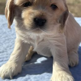 Limbo - Buff Cocker Spaniel puppy in Warrensburg, Missouri from Hirt House Saints