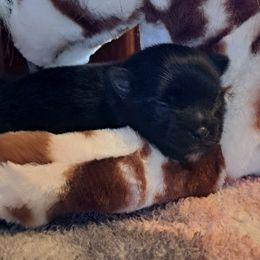 Girl 4 - Black female Pomeranian puppy in Lore City, Ohio from Tonia's Pomeranians