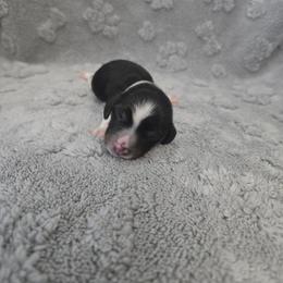 Grey - Piebald male Dachshund puppy in Mulberry, Florida from J's Mini Dachshunds