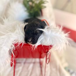 Summit - Sable male Bernedoodle puppy in Buda, Illinois from Hamilton Farm Doodles