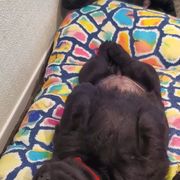 Working Dog Cross Puppies from Happy Hartz