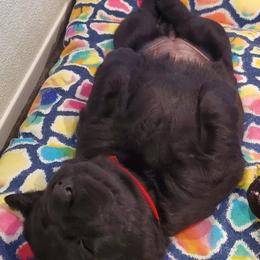 Working Dog Cross Puppies from Happy Hartz