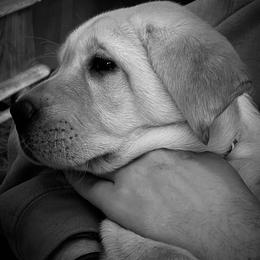Jack Russell Terrier and Labrador Retriever Puppies from Canine Assist