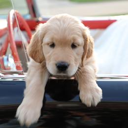 Golden Retriever Puppies from Darmorr Golden's