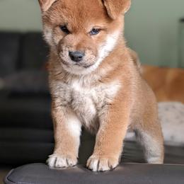 Shiba Inu Puppies from Jogoso Shibas