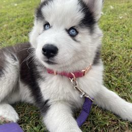 Mikka - Black and white female Siberian Husky puppy in Lagro, Indiana from Siberian Huskies-Beckham the Great