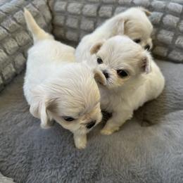 Maltese puppies from Clearview Canines