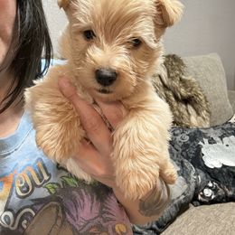 Green - Wheaten male Scottish Terrier puppy in Lubbock, Texas from RocketST