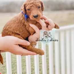 Dachshund, Goldendoodle, and Sheepadoodle Puppies from Doodles & Doxies
