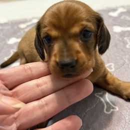 Red Boy (Red Red) - Red male Dachshund puppy in Raeford, North Carolina from Army of Dachshunds