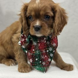 Howie - Ruby male Cavalier King Charles Spaniel puppy in Shipshewana, Indiana from Shelli's Puppies