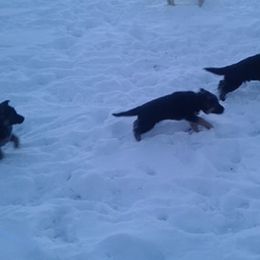 German Shepherd Puppies from Countryside Kennel