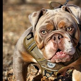 Lagertha - Bulldog