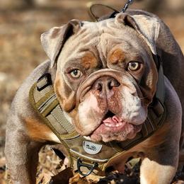 Lagertha - Bulldog