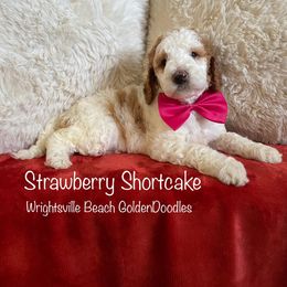 Strawberry Shortcake - Parti Goldendoodle puppy in Wilmington, North Carolina from Wrightsville Beach GoldenDoodles