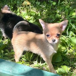 Chihuahua puppies from Lil'Fevre Chihuahuas and PomFevre Pomeranians