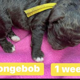 Boy 6 - Bernedoodle puppy in Dripping Springs, Texas from Doodle Ranch