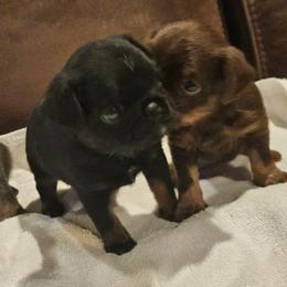 Blk tan Girl - Black and tan female Brussels Griffon puppy in Huntsville, Alabama from Tammy's Brussels