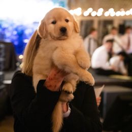 Golden Retriever Puppies from Valley of the Sun Golden Retrievers