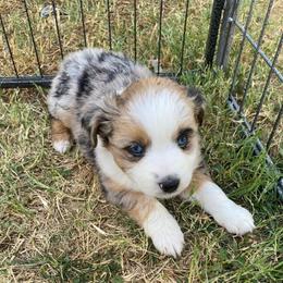 Cookies 'n Cream - Blue merle female Miniature Australian Shepherd puppy in Sonora, California from Quarle Ranch Mini Aussies