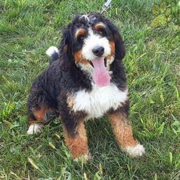 Max - Bernedoodle