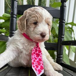 Fernando - Cream male Labradoodle puppy in Camden, North Carolina from Oopsie Doodles of NC