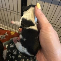 Boy 1 - Black and cream male Dachshund puppy in Brandon, Florida from Knights Dachshunds
