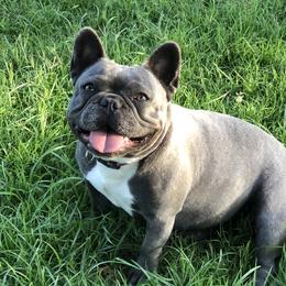 Jenny - French Bulldog