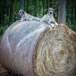Dalmatian Puppies from Missouri Dalmatians