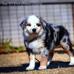 Baxtor - Blue merle male Australian Shepherd puppy in Pima, Arizona from Lazy D Ranch Australian Shepherds