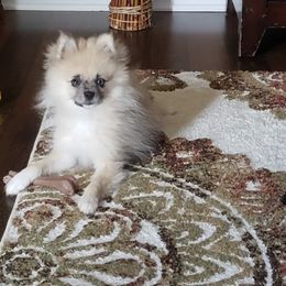 Pomeranian Puppies from KB Pom Pups