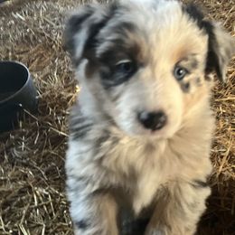 Australian Shepherd Puppies from 4H Aussies