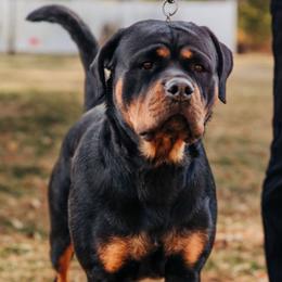 Ravyn - Rottweiler