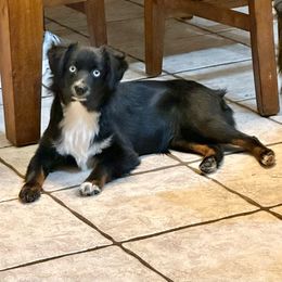 Mysti - Miniature Australian Shepherd