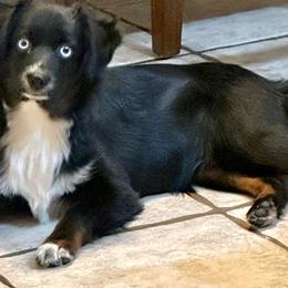 Mysti - Miniature Australian Shepherd