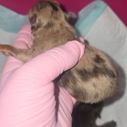 Girl 2 - Chocolate and tan female Pomeranian puppy in Angleton, Texas from Pomeranian Palace, LLC