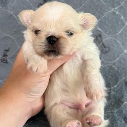 Woody - Cream male Pekingese puppy in Clinton, Tennessee from Gracelands Pekingese