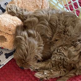 Goldendoodles from Jim Anderson