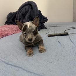 Boy 1 - Blue speckled male Australian Cattle Dog puppy in Concrete, Washington from Back Country Australian Cattle dogs