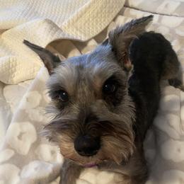 Rosey - Miniature Schnauzer