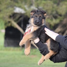 German Shepherd Puppies from Brittany Wilkins