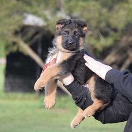 German Shepherd Puppies from Brittany Wilkins
