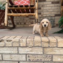Spur - CKC Registered :: Dark Blue - Cream male Dachshund puppy in Erick, Oklahoma from 4-L Backyard Dach
