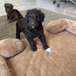Angel - Chocolate female Goldendoodle puppy in Sugarcreek, Ohio from True Hearted Doodles